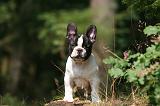 BOULEDOGUE FRANCAIS 1281
